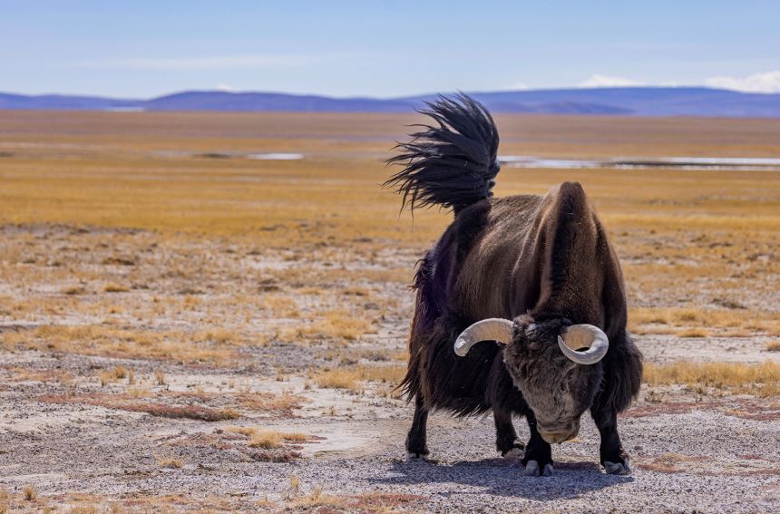 What’s horned, fluffy, and ethically dubious? Yak clones