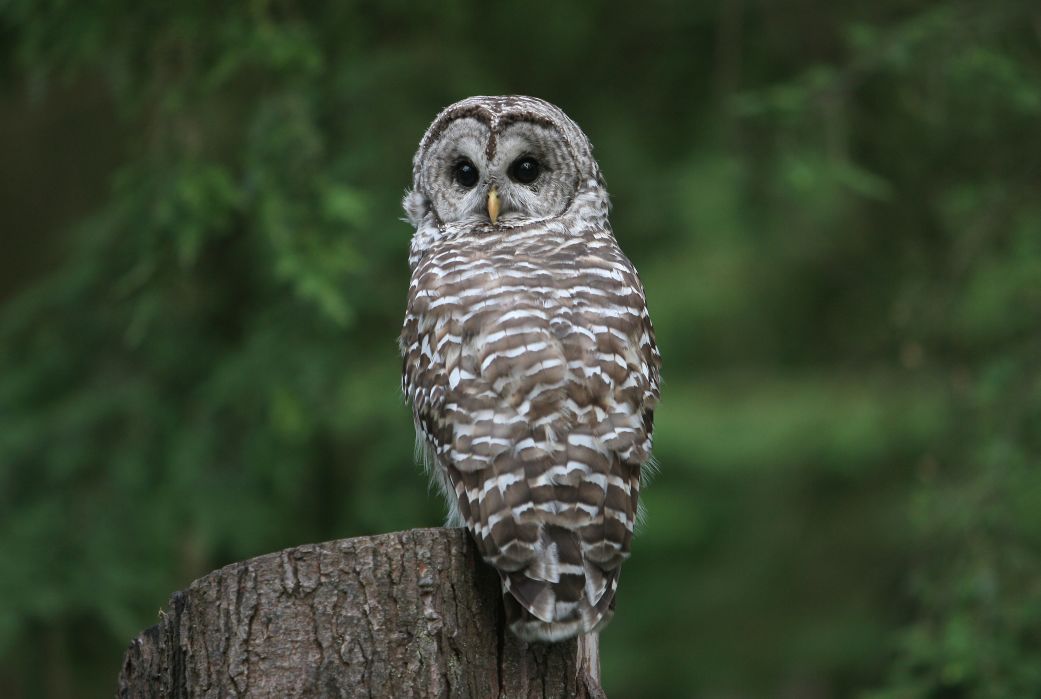 Trump administration opens endangered species’ habitats to development, reversing 50 years of environmental law