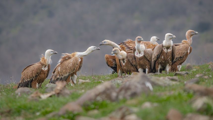 Nature’s cleanup crew: Stunning photos show vultures in a different light