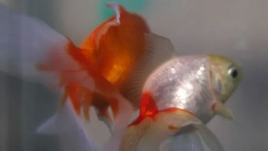 Argentina court recognizes two goldfish as sentient beings with rights