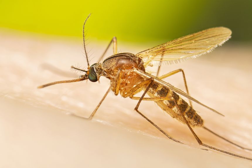 Early, intense West Nile season may signal a severe year for the mosquito-borne illness, CDC says