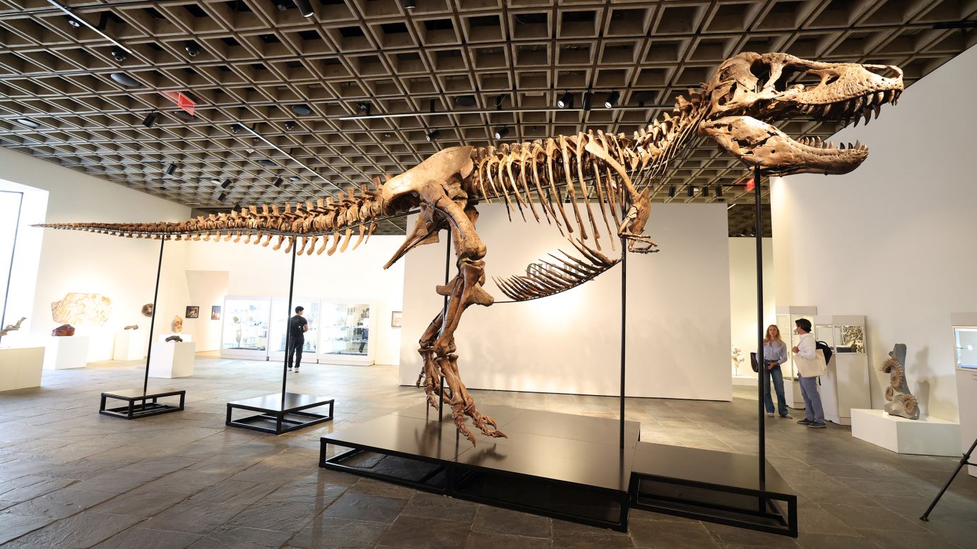 Rare T. rex fossil sells for record $50.1 million at auction
