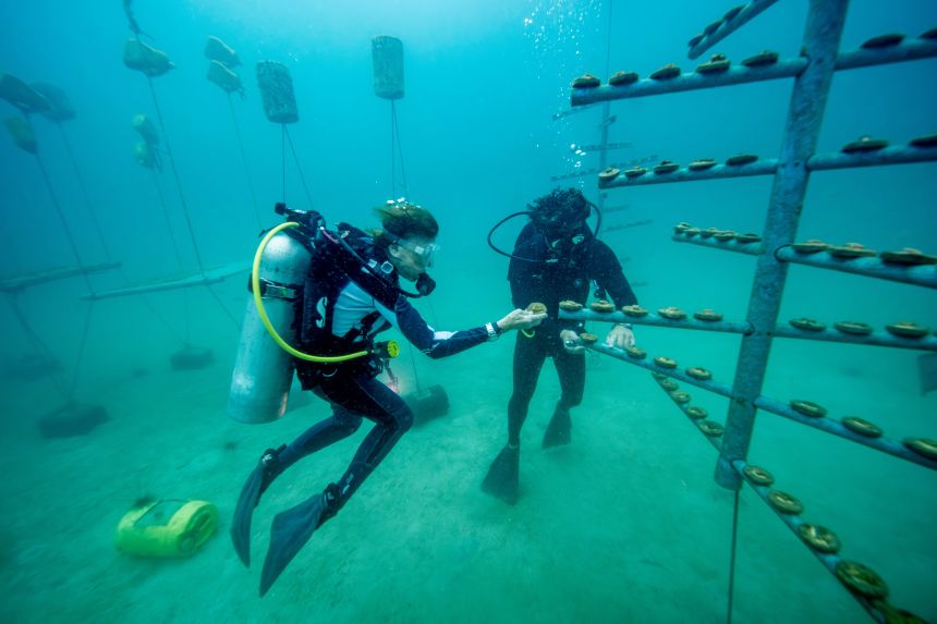 Five ways to save our ocean, according to leading conservationists